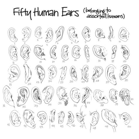 Practice Makes Perfect Photo Human Ear Anatomy Reference Sketch Book