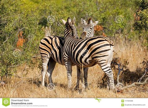We did not find results for: Plains Zebras In Natural Habitat Stock Photo - Image of national, natural: 117004088