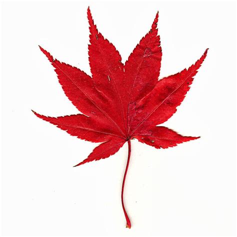 Maple Leaves Japanese Maple Leaf By Muffet1 On Deviantart Maple Leaf