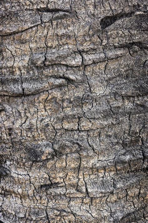 Palm Tree Bark Texture Stock Photo Image Of Material 103268628