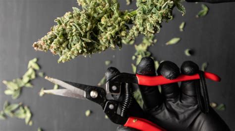 How To Harvest Cannabis Plants Indoors A Guide For Beginners