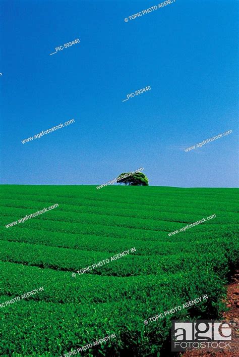 Green Tea Plantation Jeju Island Korea Stock Photo Picture And