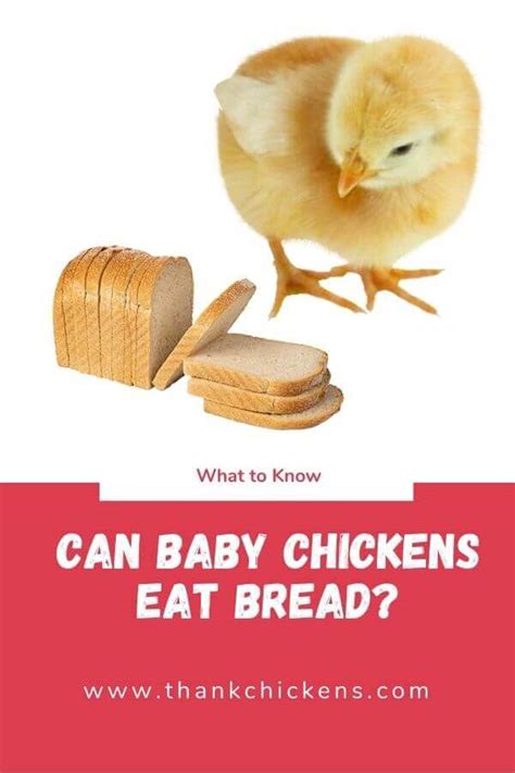 Can Baby Chickens Eat Bread Thank Chickens