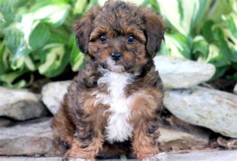 Quality cavalier king charles spaniel puppies for sale. Yorkiepoo Puppies For Sale | Puppy Adoption | Keystone Puppies