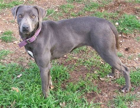 Blue Lacy My Dog Breeders Part 103