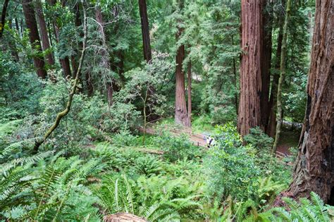 Naturetastic Blog Muir Woods National Monument Part 2