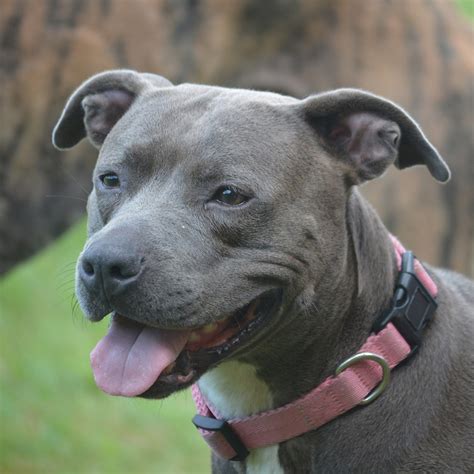 American Staffordshire Terrier Pedigree Database