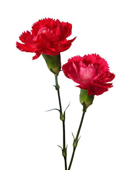 Carnation Stock Photos Pictures And Royalty Free Images Istock