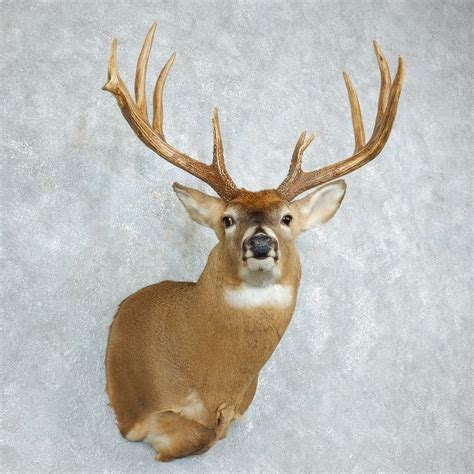 Whitetail Deer Shoulder Mount For Sale 18502 The