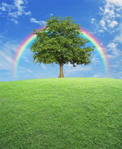 Big Tree With Green Grass Field Over Rainbow And Blue Sky Nature