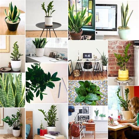 5 Steps Guide To Grow Your Own Potted Plant In The Office Blog