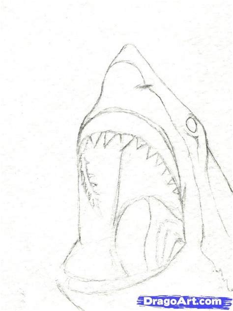Learning To Draw You Are Gonna Need A Pencil Shark Art
