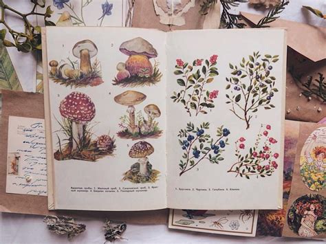 Book Illustrations Nature Botanical Inspiration Berries Botanical