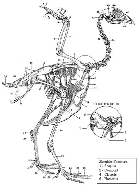 Skeletal Anatomy Of A Chicken