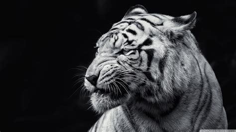 You will definitely choose from a huge number of pictures that option that will suit you. 10 Top Black And White Tiger Wallpaper FULL HD 1920×1080 ...
