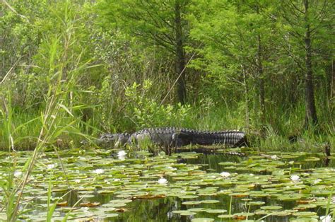 Sheldon Tx Alligator In The Sheldon Reservoir Photo Picture Image