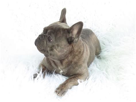 Find a blue french bulldog on gumtree, the #1 site for dogs & puppies for sale classifieds ads in the uk. Blue French Bulldog Puppies for Sale - Breeding Blue ...