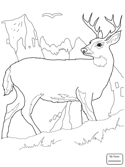 This is a listing for my printable deer coloring page. White Tail Drawing at GetDrawings | Free download
