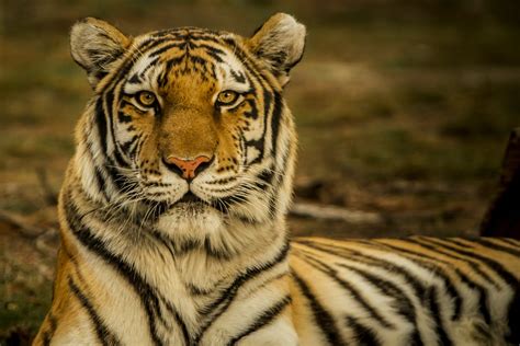Bengal Tiger Wallpapers, Beautiful, Brown, Image, Natural, Tiger ...