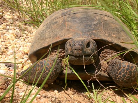Four ninja turtles, mutated by a mysterious alien substance, must rise up out of the sewers and defend their city against evil forces from both the past and present. Gopher Tortoise | Outdoor Alabama