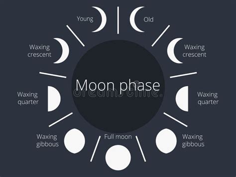 Moon Phases The Whole Cycle From The New Moon To The Full Vector