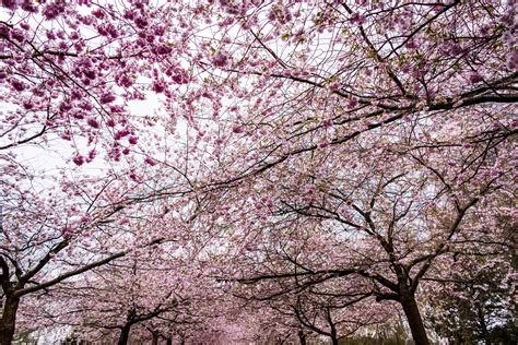 Blossom Sakura Tree Sky Cherry Tree Springtime Free Image Peakpx