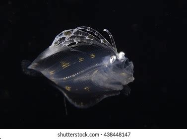 Larval Flounder Mouth Open Gaping Flounder Stock Photo 438448147