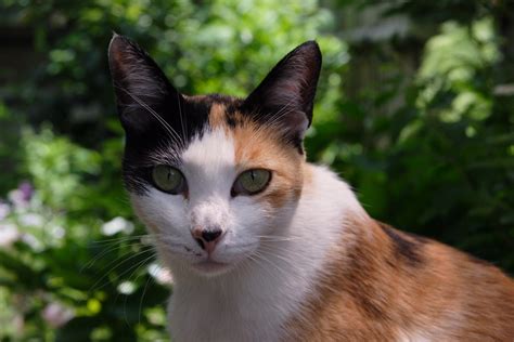 Cat Flickr