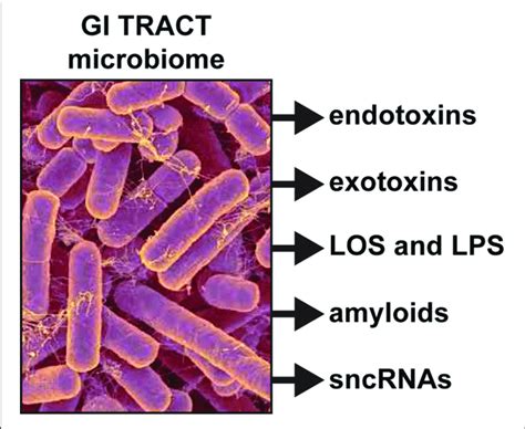 Like Other Gram Negative Bacilli The Gastrointestinal Gi Tract