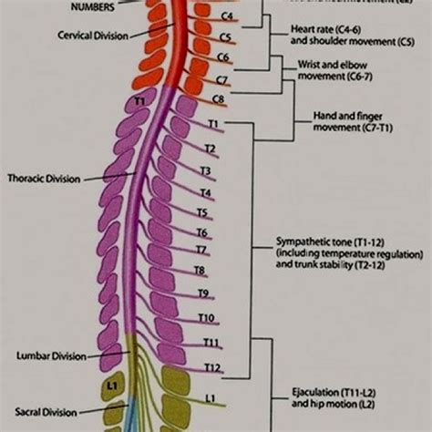 Spinal Nerve Functions
