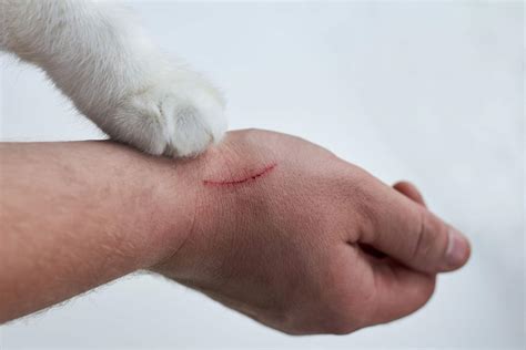 Why Do Cat Scratches Itch Reasons