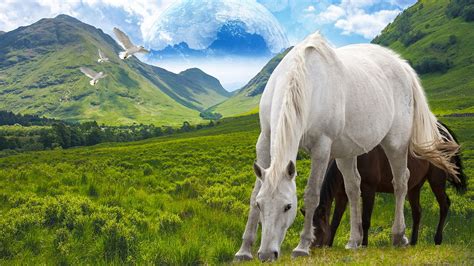 Horse Stallion Freedom Free Photo On Pixabay