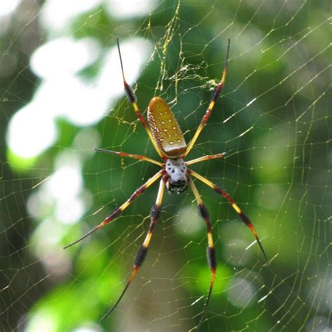 Top 15 Biggest Spiders In The World Worlds Top Insider
