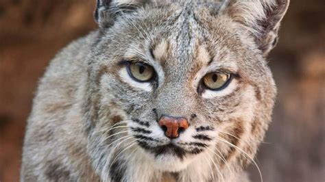 North Carolina Couple Attacked By Bobcat Speak After Viral Video