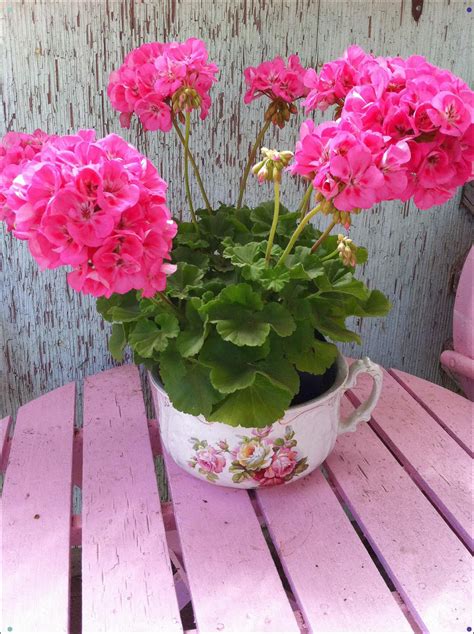 Gorgeous Pink Geraniums Pink Geranium Geraniums Flower Pots