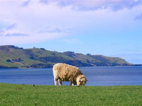 Nya zeelands landsnummer är 64. Får på Nya Zeeland? Kan inte vara möjligt - Dunedin, Sydön ...