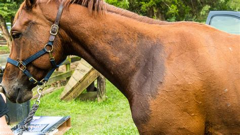 Inflammatory Respiratory Disease The Horses Advocate