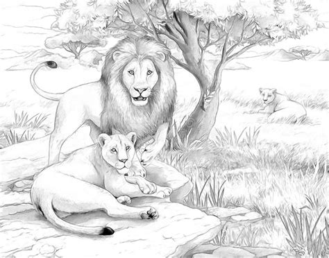 Safari Lions Stock Illustration Image Of Lioness African 33835440
