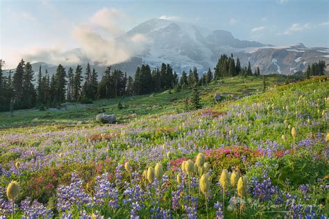 Paradise Wildflower Meadows Mount Rainier Alan Crowe Photography