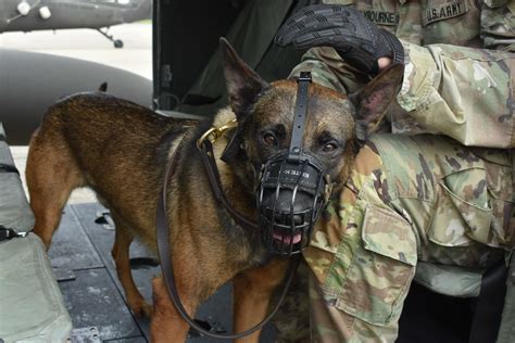 Military Working Dogs And Their Handlers Receive Medical Evacuation
