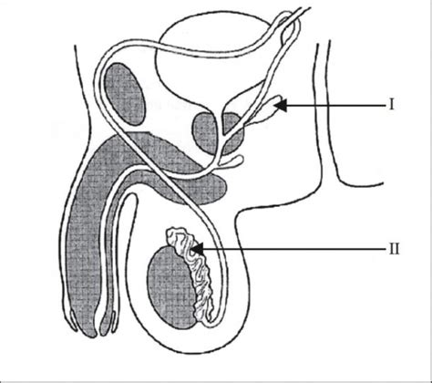 Male Reproductive System Unlabeled Diagram