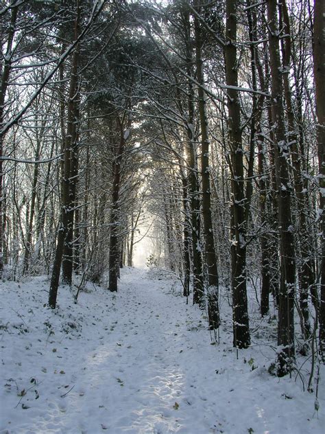 Tenhornedbeast Winter Woods Tunnels Of Light