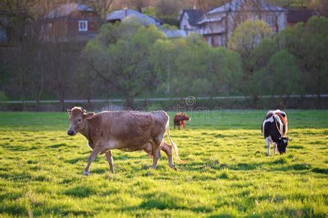 Milk Cows Grazing On Green Farm Pasture On Summer Day Feeding Of
