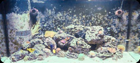 Maybe you would like to learn more about one of these? Fat Patty's Barboursville Marine Tank | Specialty Pets ...