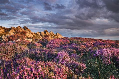 Sunset At Scenic Upland With Blooming Heather Flowers Stock Image