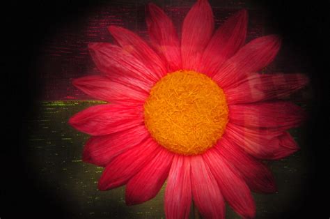 Bold Flower With Holga Photograph By Jeff Pagel Fine Art America