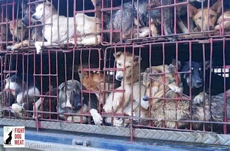 Vietnam Dog Truck Headed To A Slaughterhouse Fight Dog Meat