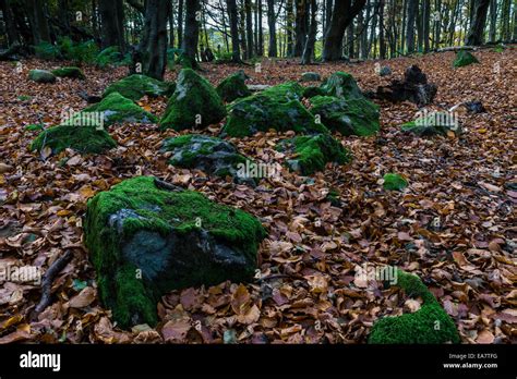 Moss Covered Stones And Autumn Leaves Stock Photo Alamy