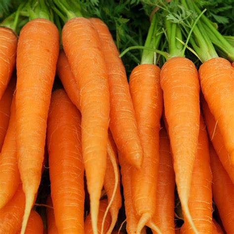 Imperator 58 Carrot Seeds Aas Winner Everwilde Farms