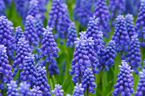 Hyacinths Planting Growing And Caring For Hyacinth Bulbs The Old